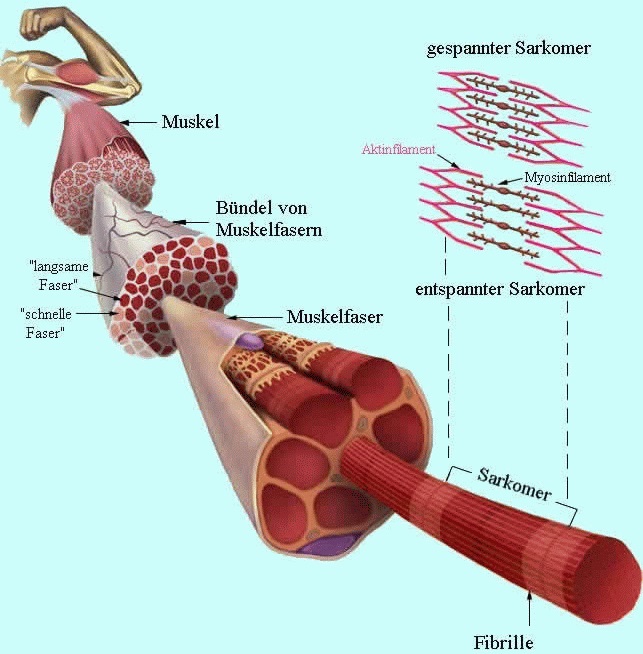 10 Fragen Zur Anatomie Der Muskeln Achilles Running 